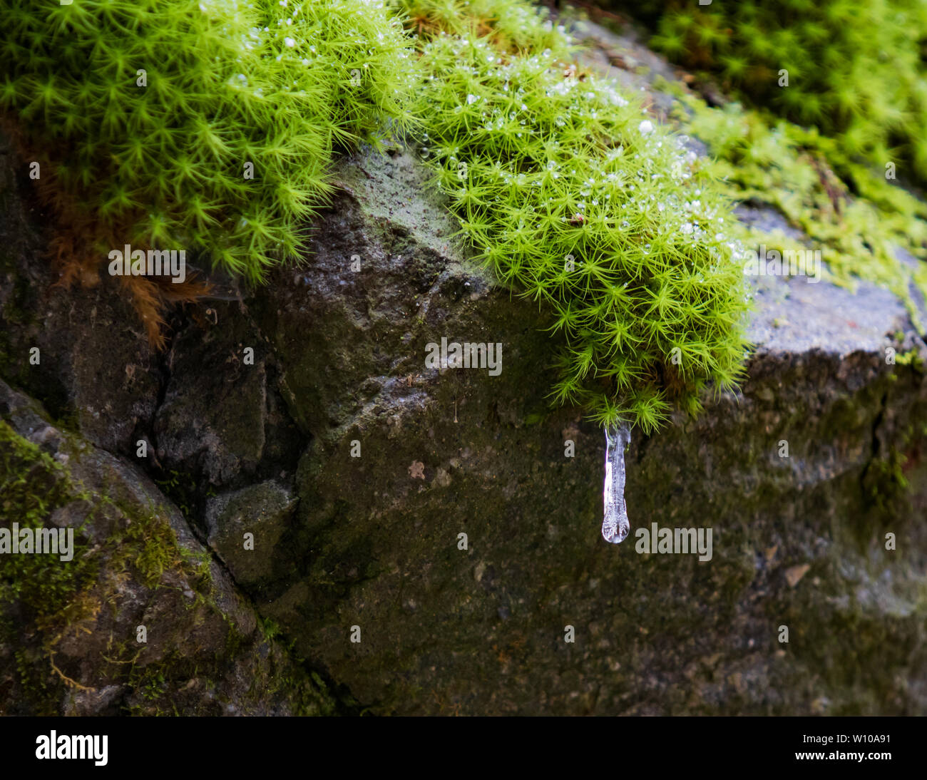 Büschel Moos auf Steinen mit Eiszapfen und Wassertropfen Nahaufnahme Stockfoto