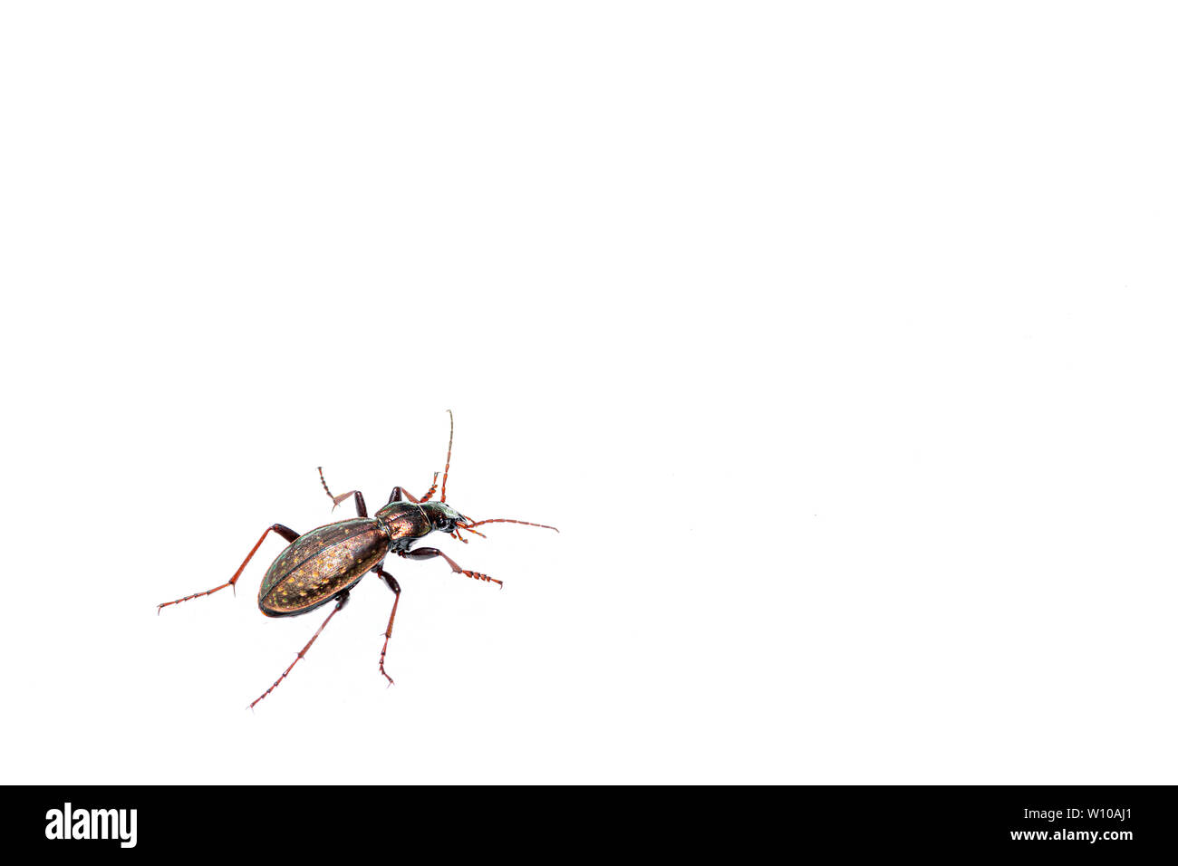 Ein glänzendes Boden Käfer (Carabus fabricii, Carabidae) gehen auf Schnee in den österreichischen Alpen Stockfoto