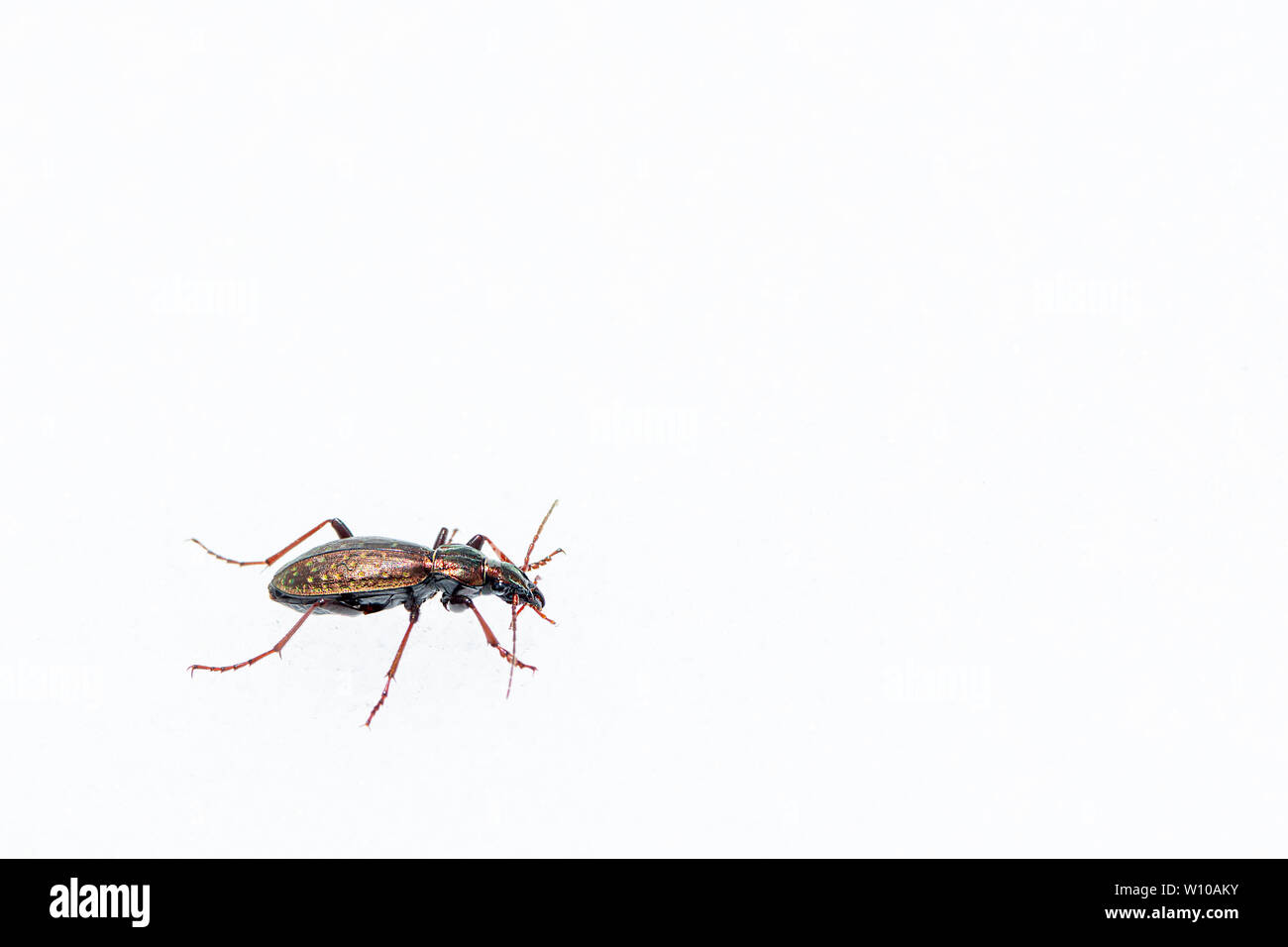 Ein glänzendes Boden Käfer (Carabus fabricii, Carabidae) gehen auf Schnee in den österreichischen Alpen Stockfoto