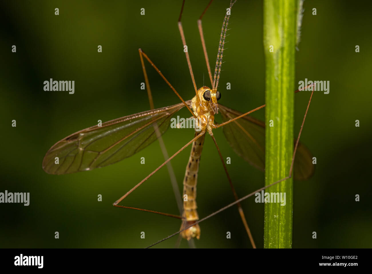 Kran fliegen das Festhalten an einer vertikalen Anlage Stammzellen Stockfoto