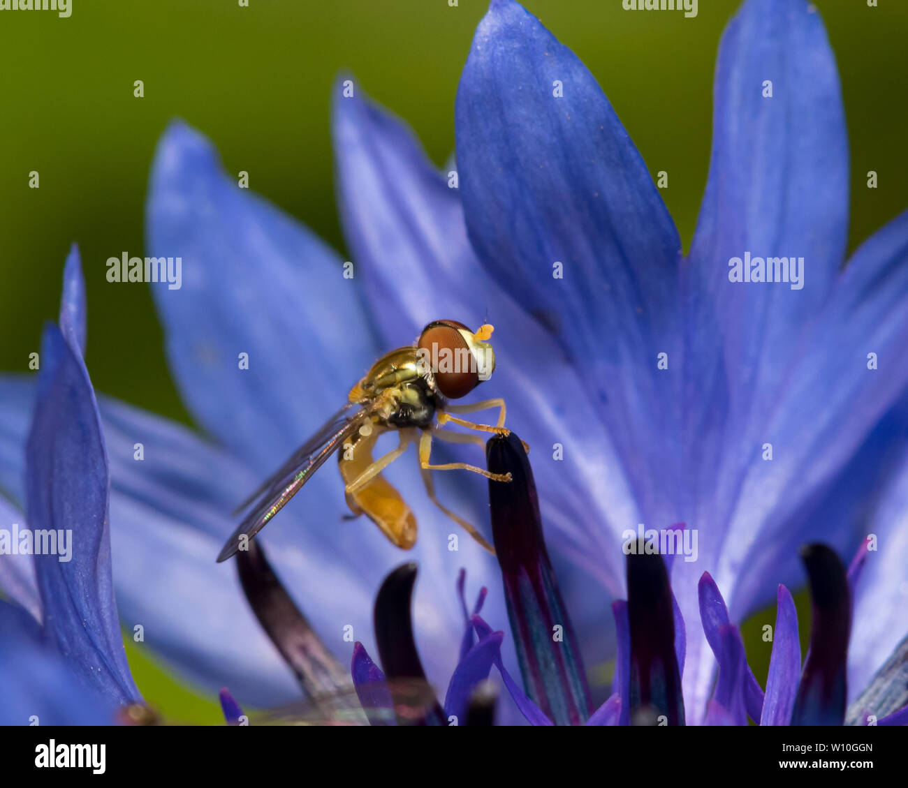 Blume fliegen sitzen auf einer Blume, die sich von Pollen und Nektar Stockfoto