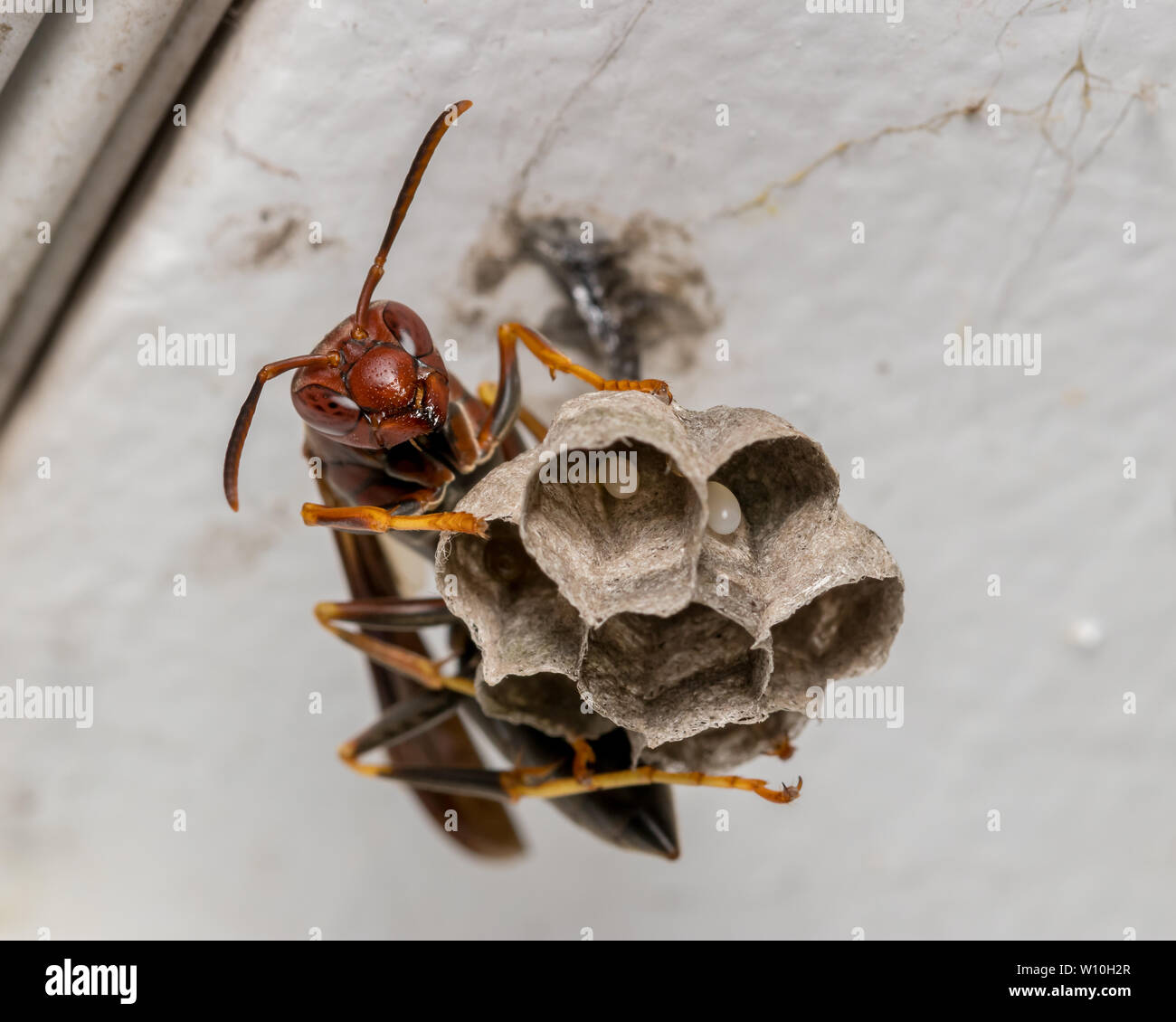 Northern Paper Wasp sitzen auf Wasp Nest, dass Eier von Innen Stockfoto
