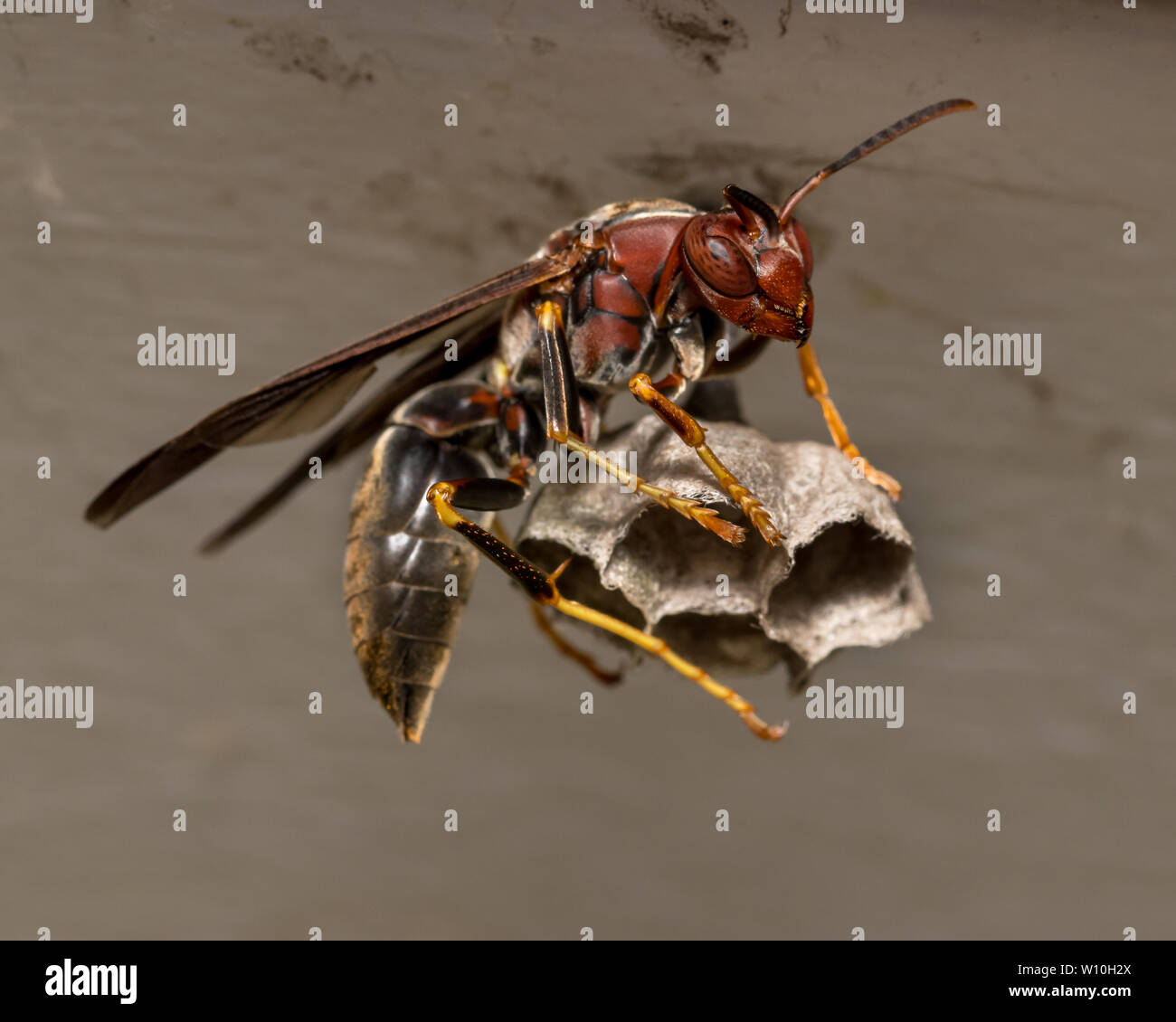 Northern Paper Wasp sitzen auf Wasp Nest, dass Eier von Innen Stockfoto