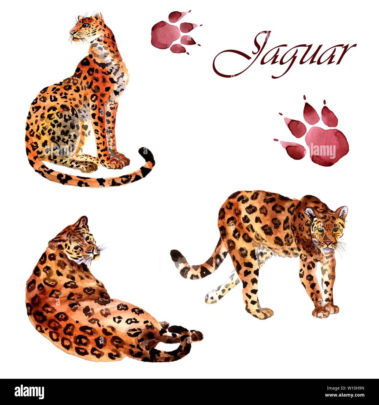 Aquarell Sammlung von jaguars mit Spuren auf weißem Hintergrund Stockfoto