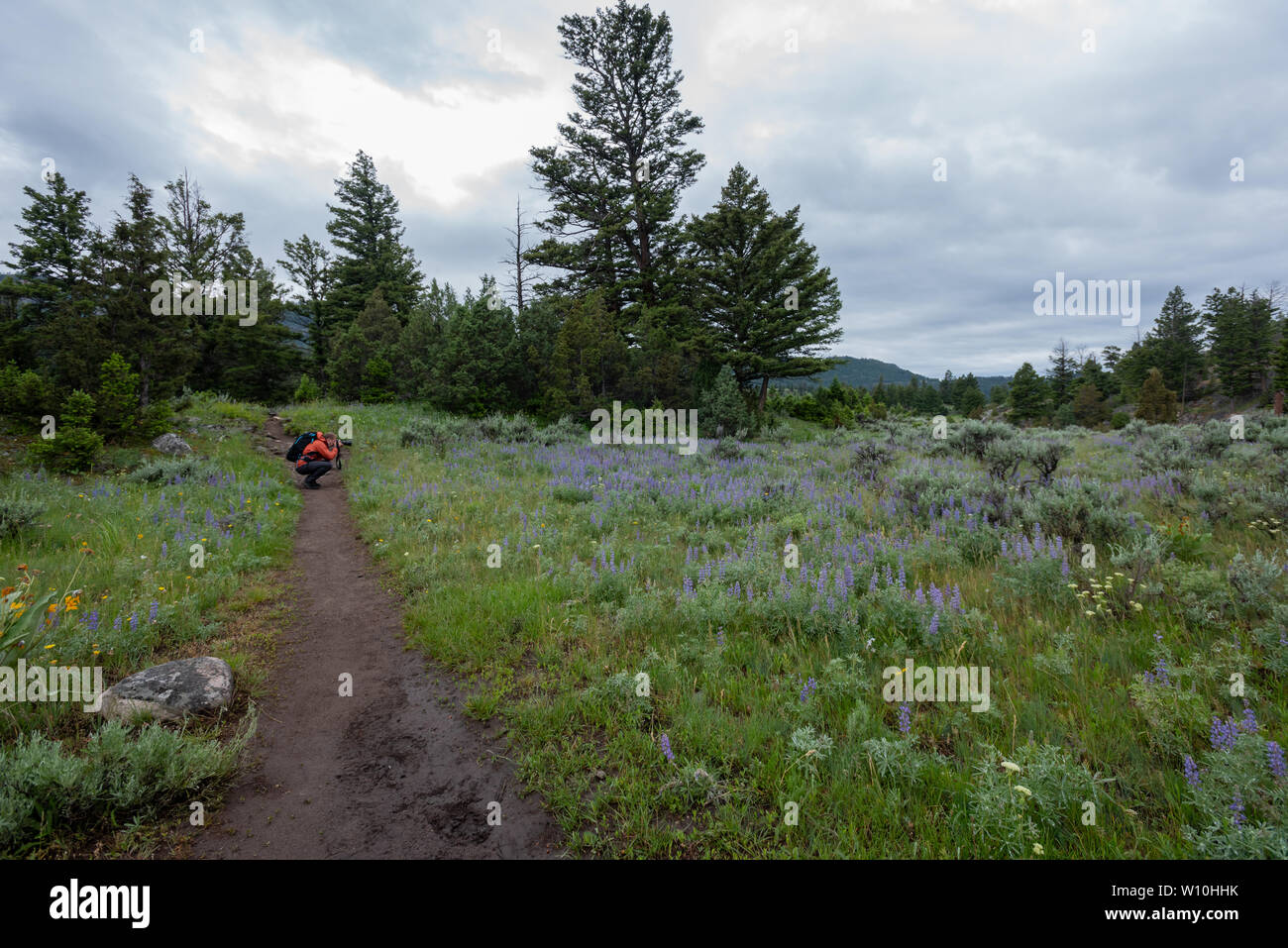 Mann hockt Fotos von Lupine im Yellowstone zu nehmen Stockfoto