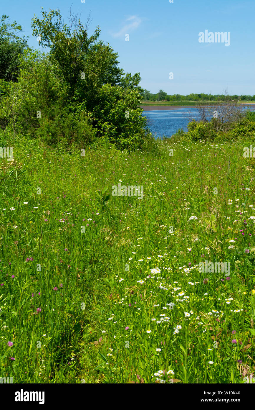 Pulsierende grüne Gras und Sommer Wildblumen in Richard Bong Zustand Naherholungsgebiet. Kansasville, Wisconsin, USA Stockfoto