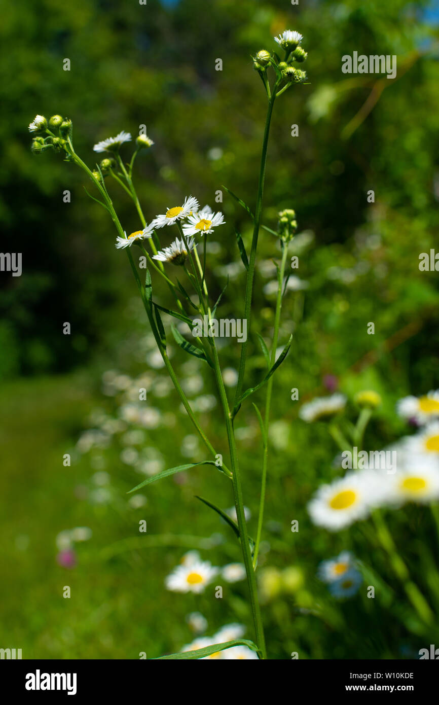 Sommer Wildblumen in Richard Bong, Naherholungsgebiet, Kansasville, Wisconsin Stockfoto