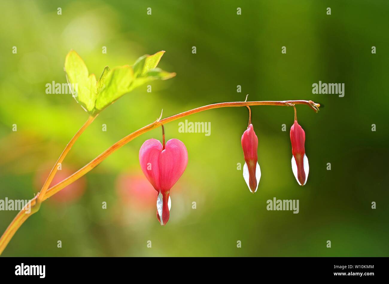Blume, altmodische Bluten - Herz (Lamprocapnos californica), Deutschland Stockfoto