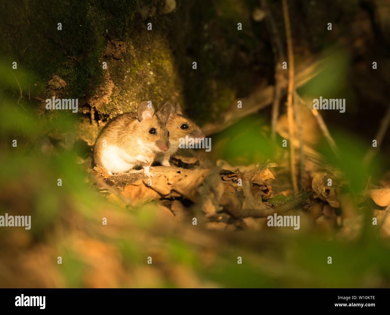 Zwei Gelb-necked Mäuse (Apodemus flavicollis) sitzen auf Waldboden, Niedersachsen, Deutschland Stockfoto