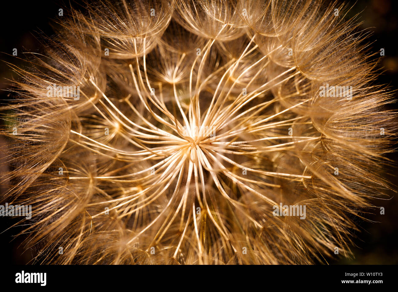 Taxaracum Blume Löwenzahn blow up extreme Makro Hintergrund fine art in hoher Qualität drucken Produkte Stockfoto