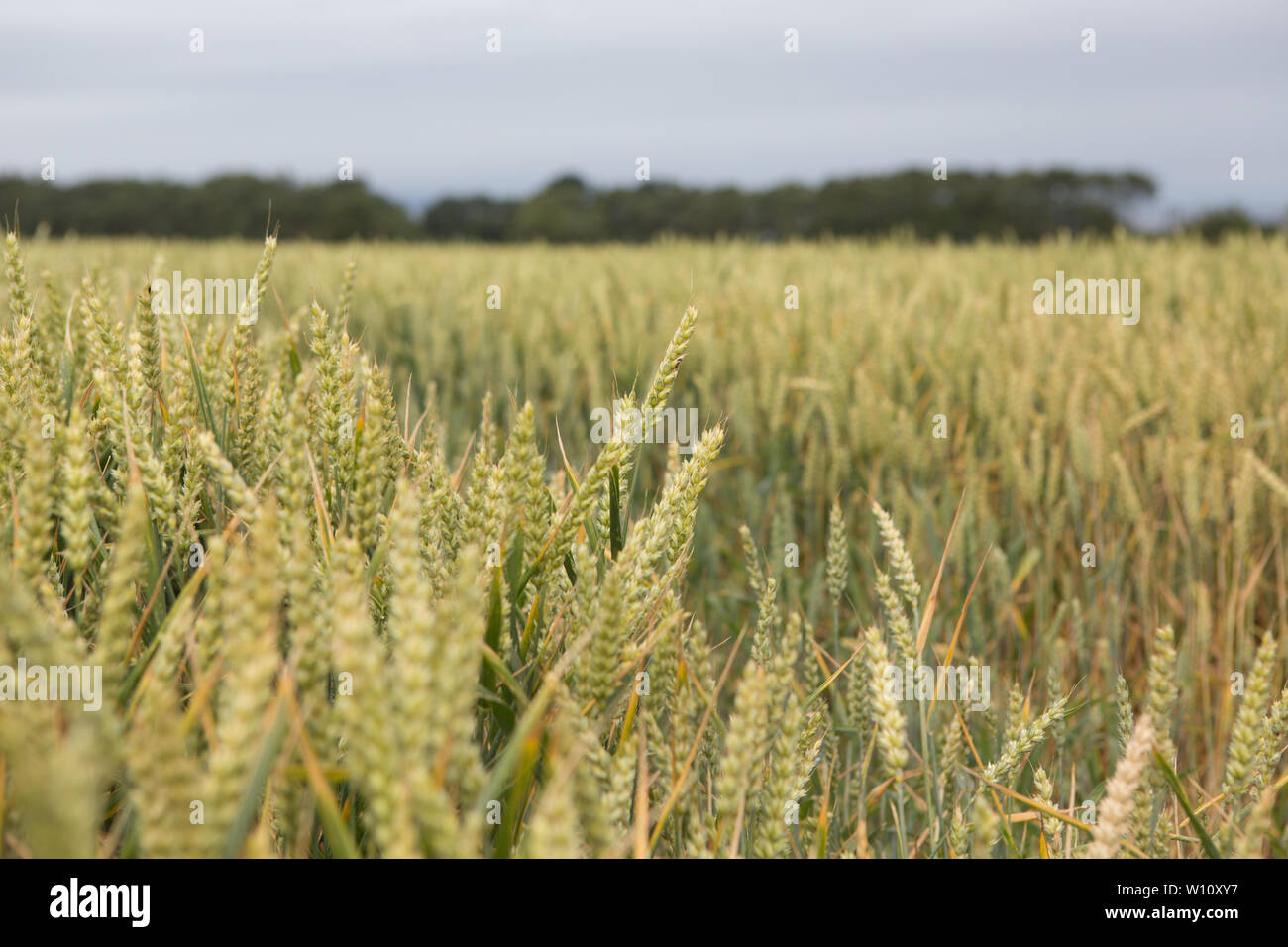 Weizenfeld am Stadtrand von St. Andrews, Fife, Schottland. Stockfoto