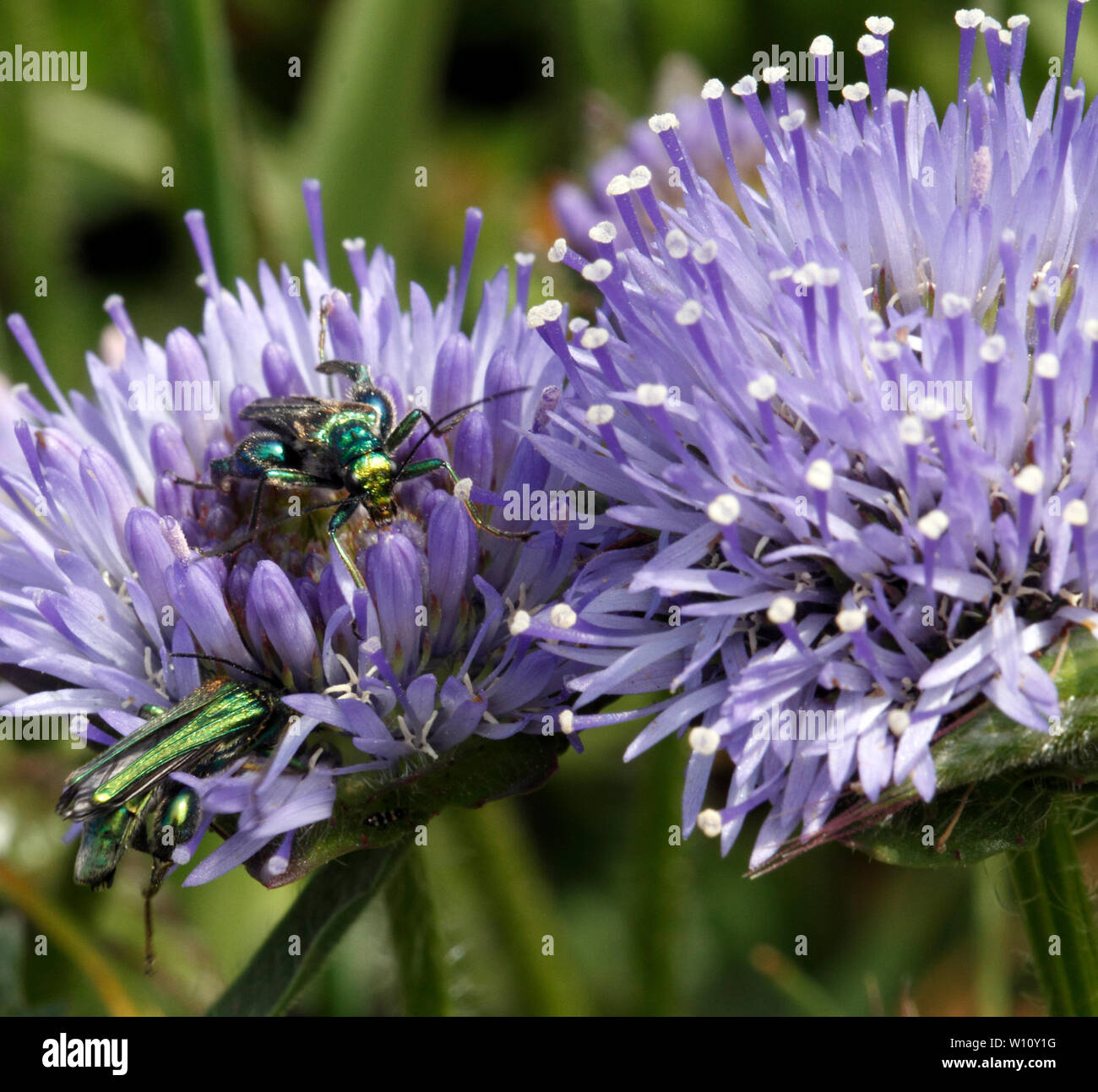 Oedemera nobilis (Bestäuber) auf's Schaf-Bit, Jasione Montana, Glockenblume Familie. Auf der Pembroekshire Küstenweg, West Wales. Campanulaceae Stockfoto