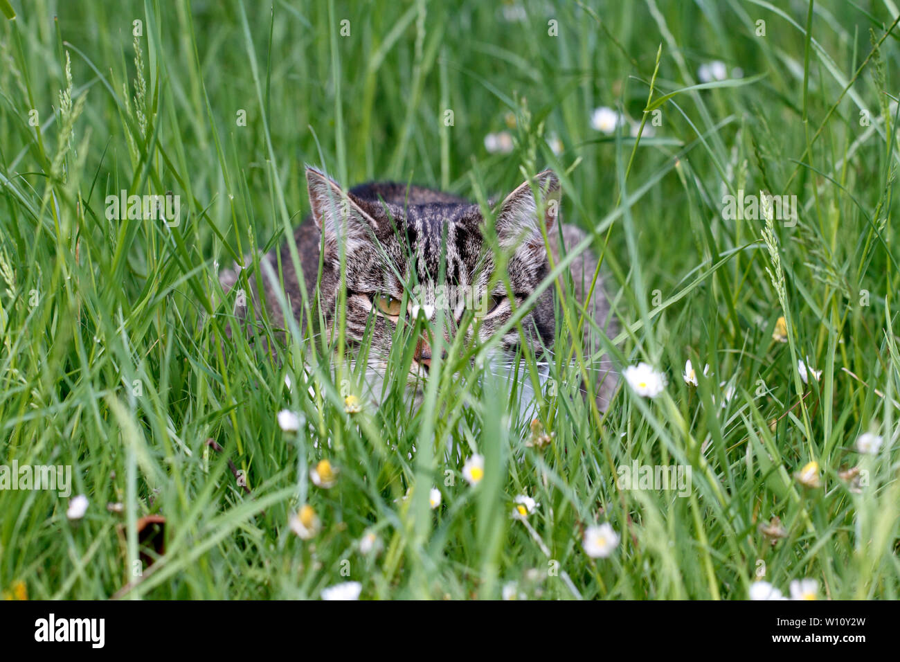 Tabby Katze Jagd im hohen Gras. Stalking Stockfoto