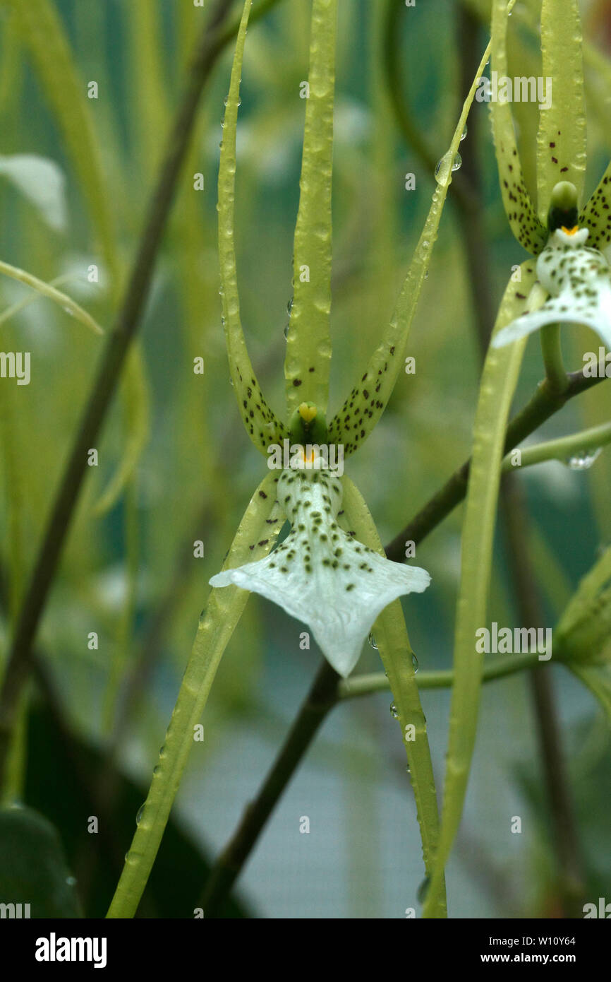 Brassia verrucosa. Braun getupft Creme Blumen der Mittelamerikanischen Tropen epiphytisch Orchidee. Stockfoto