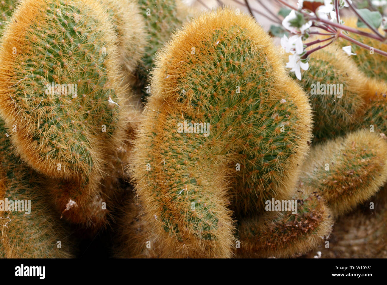 Golden Rattenschwanz Kaktus, Cleistocactus Winteri, Forma cristata  Stockfotografie - Alamy