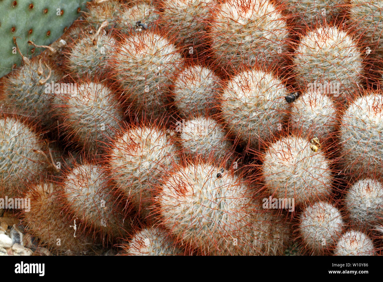 Mamillatria bombycima, Kaktus aus Mexiko ernst in der wilden dezimiert. Mexiko Stockfoto