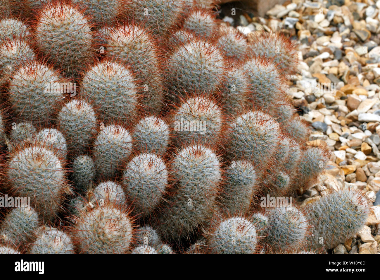 Mamillatria bombycima, Kaktus aus Mexiko ernst in der wilden dezimiert. Stockfoto