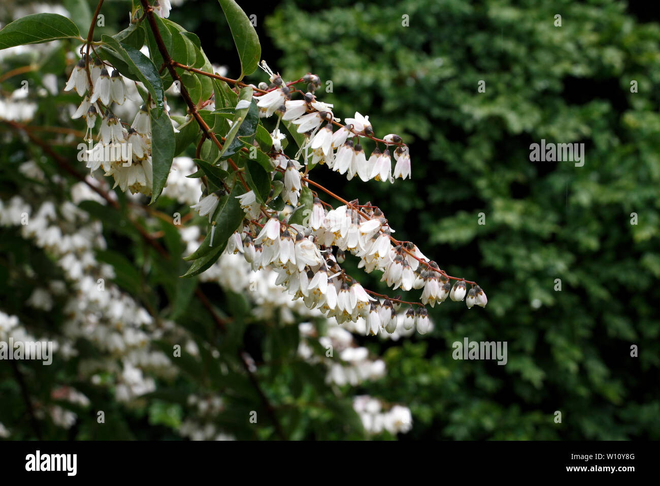 Styrax obassia. Sommer Blumen und Laub der duftenden snowbell Baum, Stockfoto