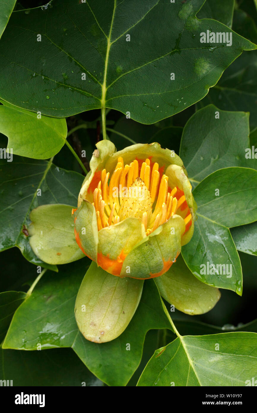 Liriodendron tulipifera, Tulip Tree in Blüte. Stockfoto