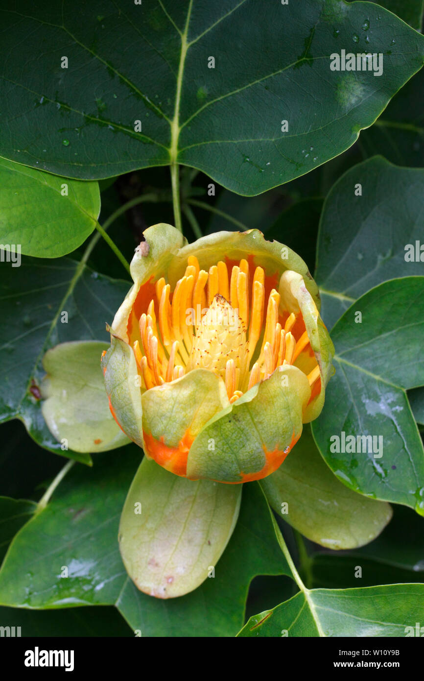 Liriodendron tulipifera, Tulip Tree in Blüte. Stockfoto