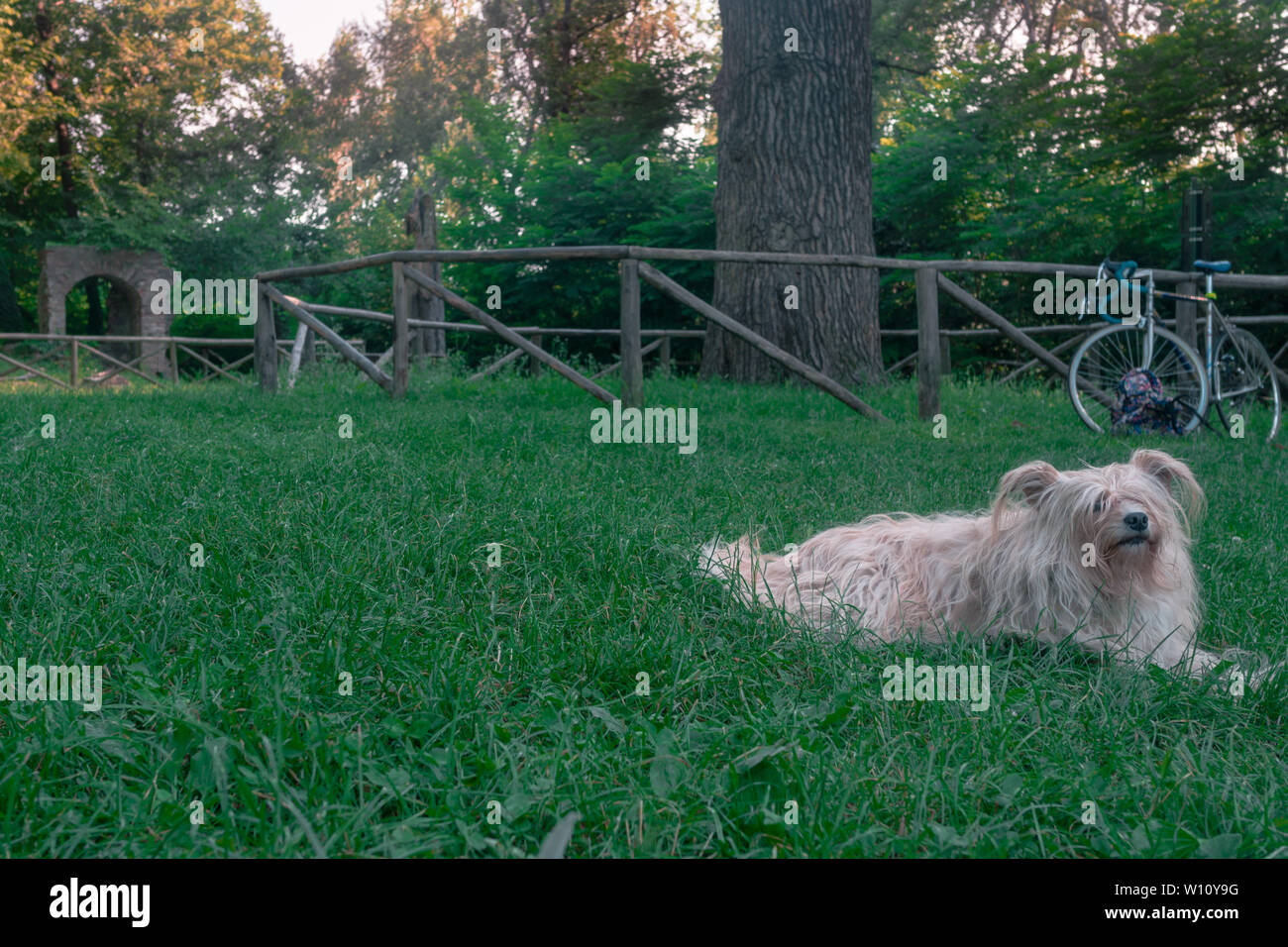 An einem heißen Sommertag ein Hund liegt auf dem grünen Rasen. guter Hund Stockfoto