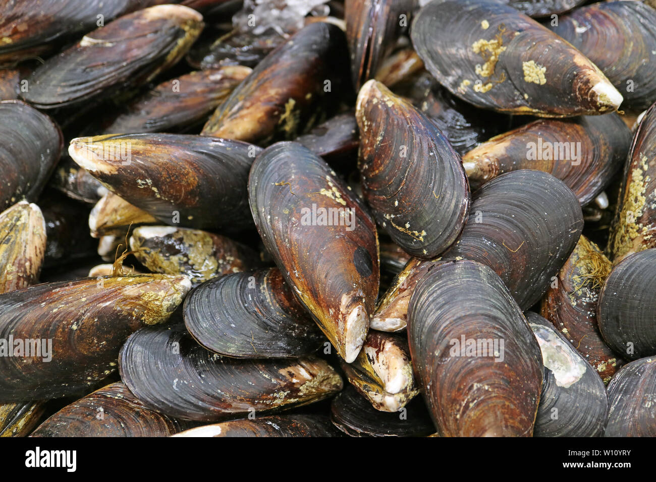 Stapel der frische Muscheln auf Eis auf dem Markt Stockfoto