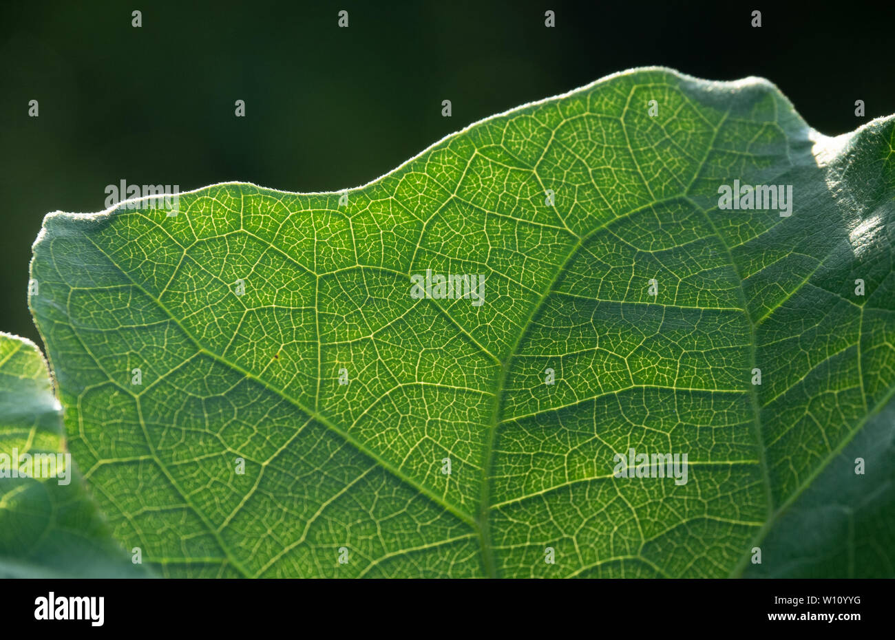 Leuchtende Blätter Thunbergia grandiflora, offensichtliche gesehen Vene. Andere Namen sind Bengalen clockvine, Bengalen Trompete, Blau, Blau skyflower thunbergia, Blu Stockfoto