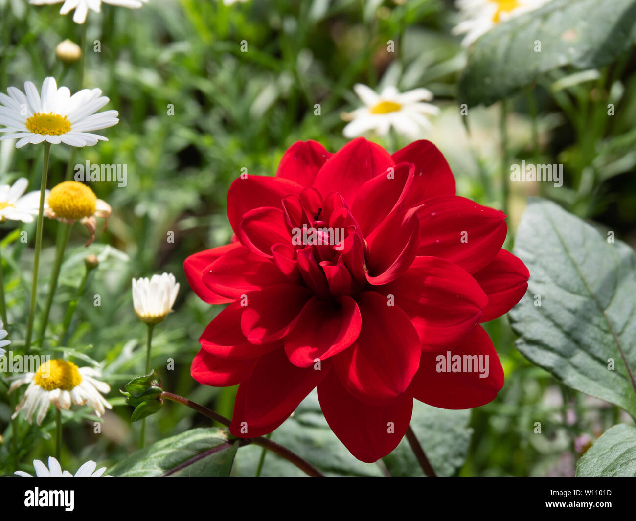 Einzelne rote Dahlie in perfektem Zustand und Form, die helle Farbe im Garten. Rote Dahlie ist ein Symbol für Macht, Kraft und Bedeutung. Stockfoto