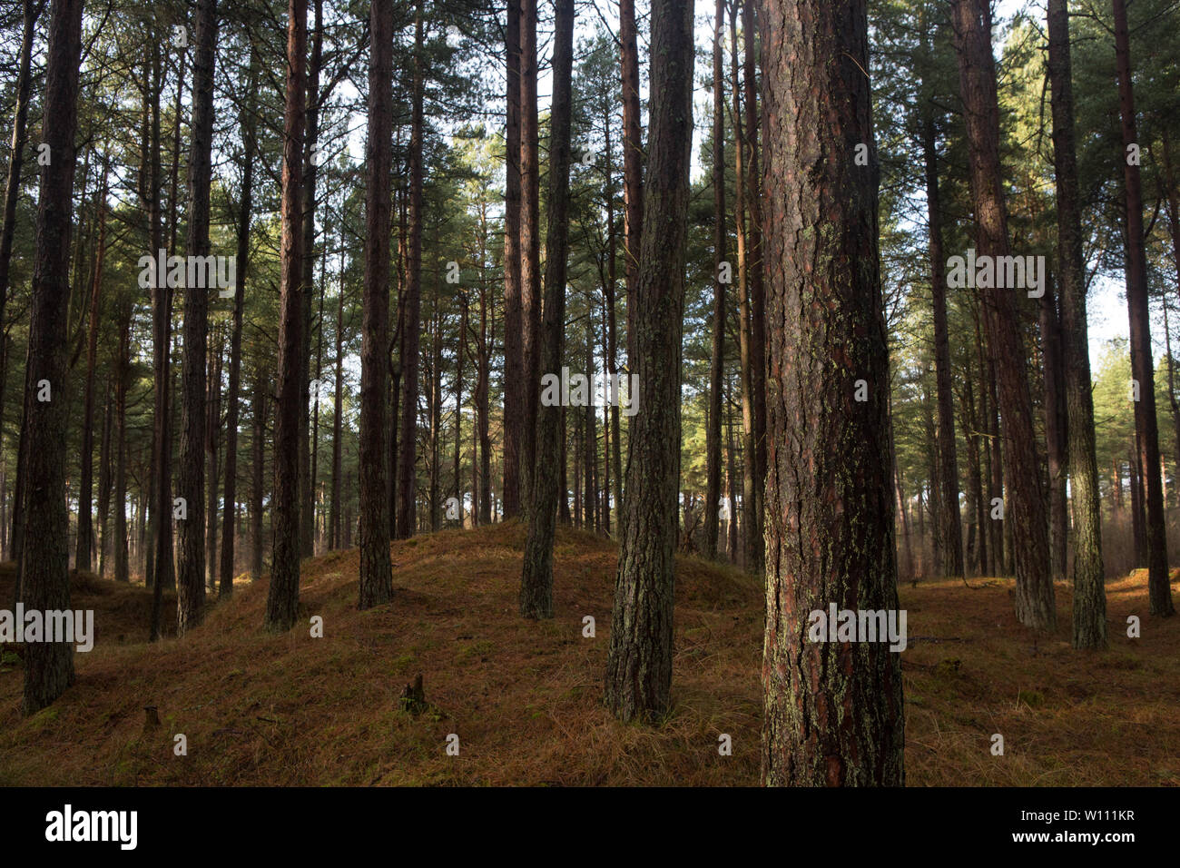 Pinien innerhalb von Tentsmuir Wald, Fife, Schottland Stockfoto