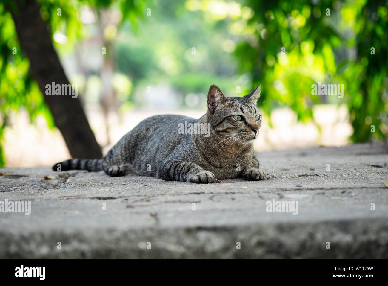 Cute tabby Katze sitzt auf dem Betonboden im Garten öffentlichen Park. Stockfoto