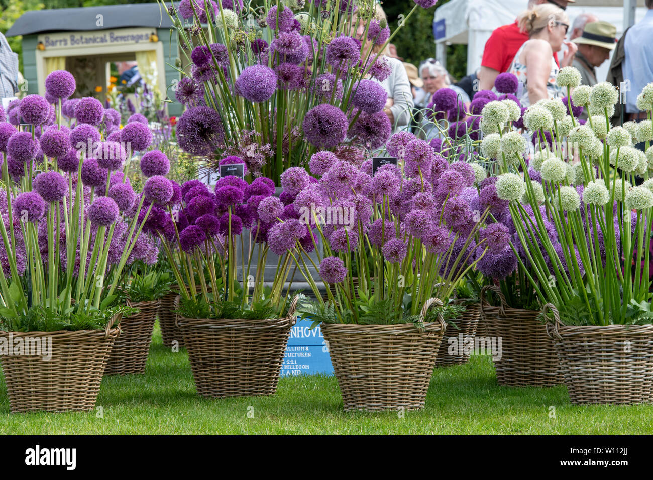 Alliums auf einer Gärtnerei stand auf der RHS Harlow Carr flower show. Harrogate, England Stockfoto