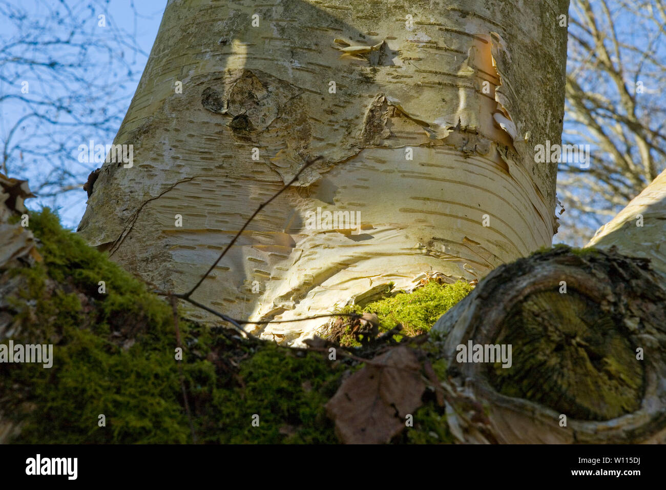 Nahaufnahme der unteren Stamm und Wurzel Schale Silber Birke (Betula utilis) im Sir Harold Hillier Gardens, Romsey, Hampshire, Großbritannien Stockfoto
