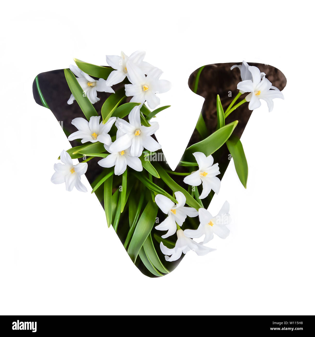 Der Buchstabe V Der Englischen Alphabet Der Kleinen Weissen Chionodoxa Blumen Stockfotografie Alamy