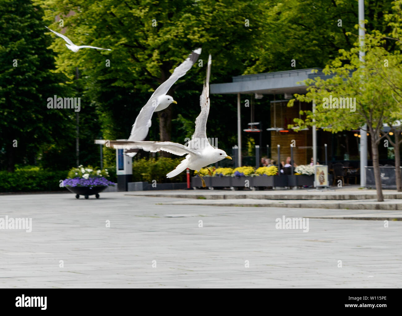 Fliegende Vögel in Bergen, Norwegen Stockfoto