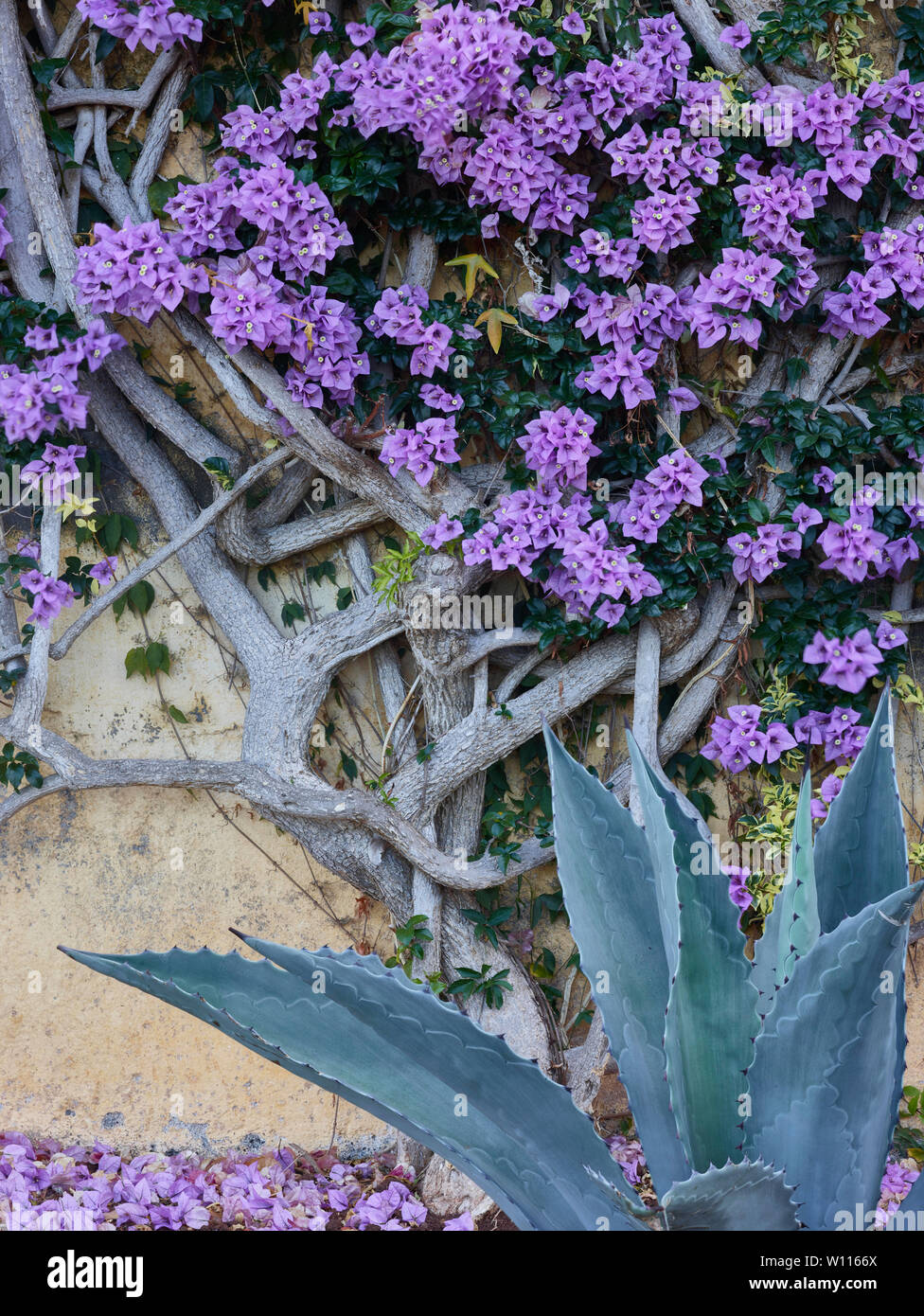 Der Botanische Garten von Madeira, Funchal, Madeira, Portugal, Europäische Union Stockfoto