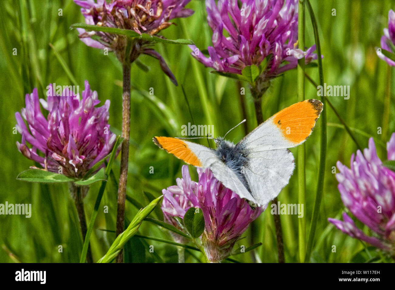 Orange Tip Schmetterling, (Anthocharis cardamines) auf Rotklee (Trifolium pratense) Stockfoto