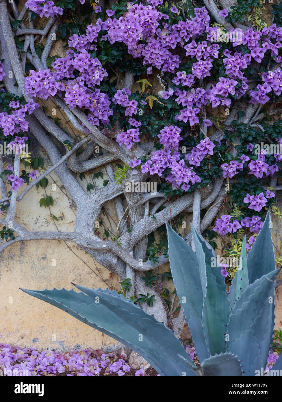 Der Botanische Garten von Madeira, Funchal, Madeira, Portugal, Europäische Union Stockfoto