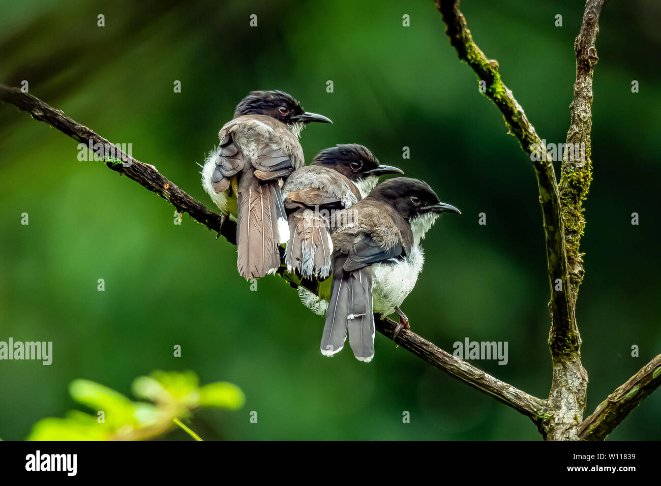 Drei Dunkle-backed Sibia nebeneinander hocken auf einer Stange in einem Dschungel Stockfoto