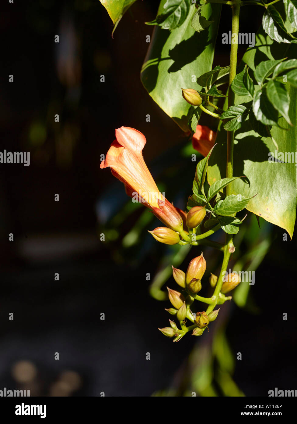 Der Botanische Garten von Madeira, Funchal, Madeira, Portugal, Europäische Union Stockfoto