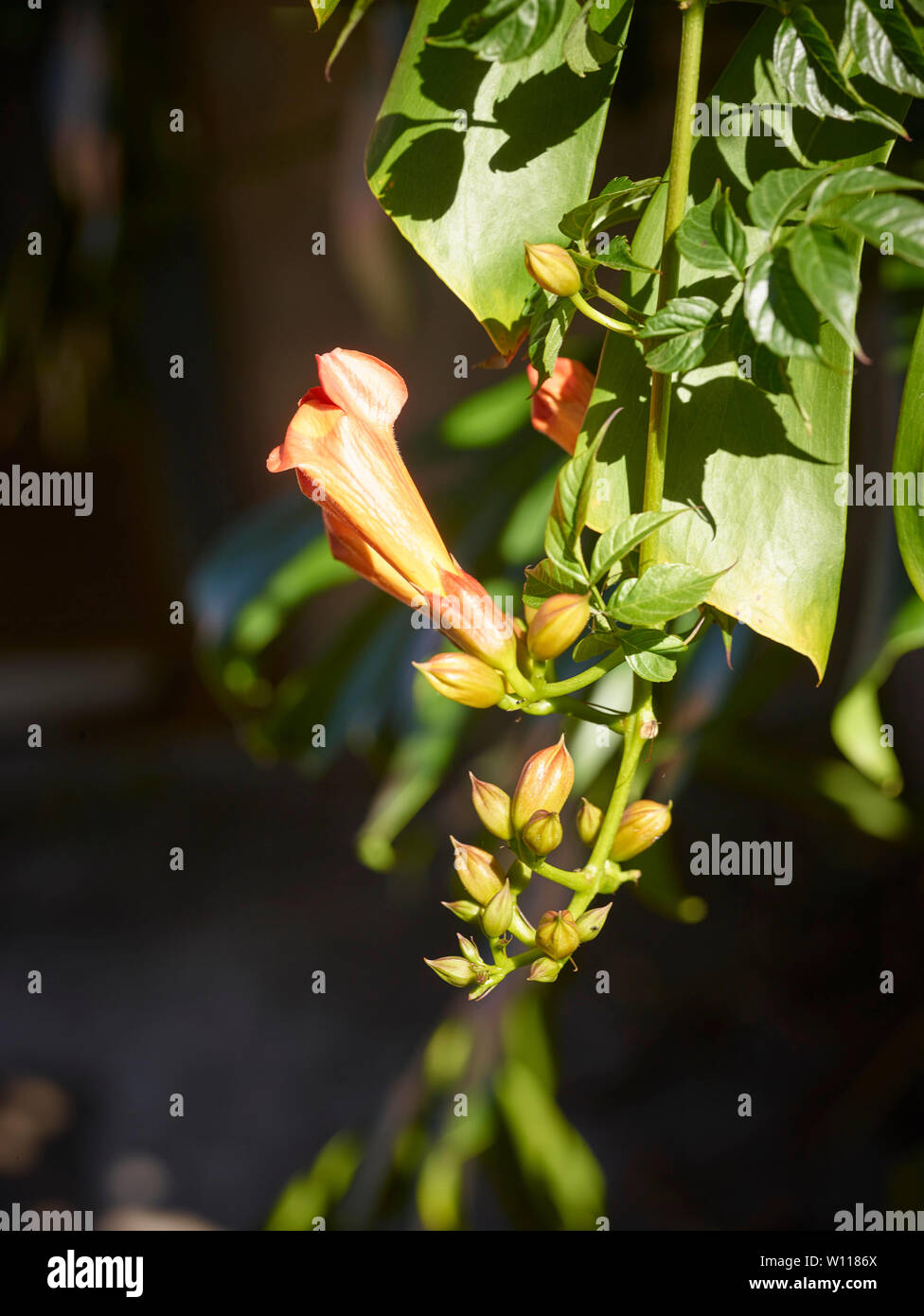 Der Botanische Garten von Madeira, Funchal, Madeira, Portugal, Europäische Union Stockfoto