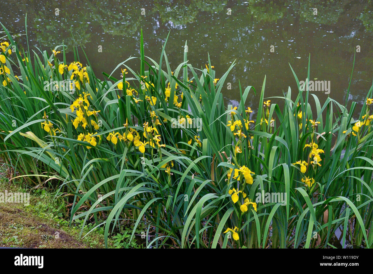Blüte Gelb marsh Iris pseudacorus, oder Schwert Lily auf dem Teich Ufer. Schöne Wasserpflanzen für das Verzieren von Teich oder See in der Landschaftsgestaltung Desig Stockfoto