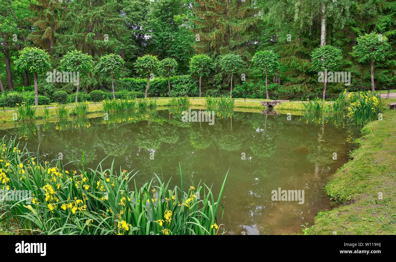 Blüte Gelb marsh Iris pseudacorus, oder Schwert Lily auf dem Teich Ufer. Schöne Wasserpflanzen für das Verzieren von Teich oder See in der Landschaftsgestaltung Desig Stockfoto