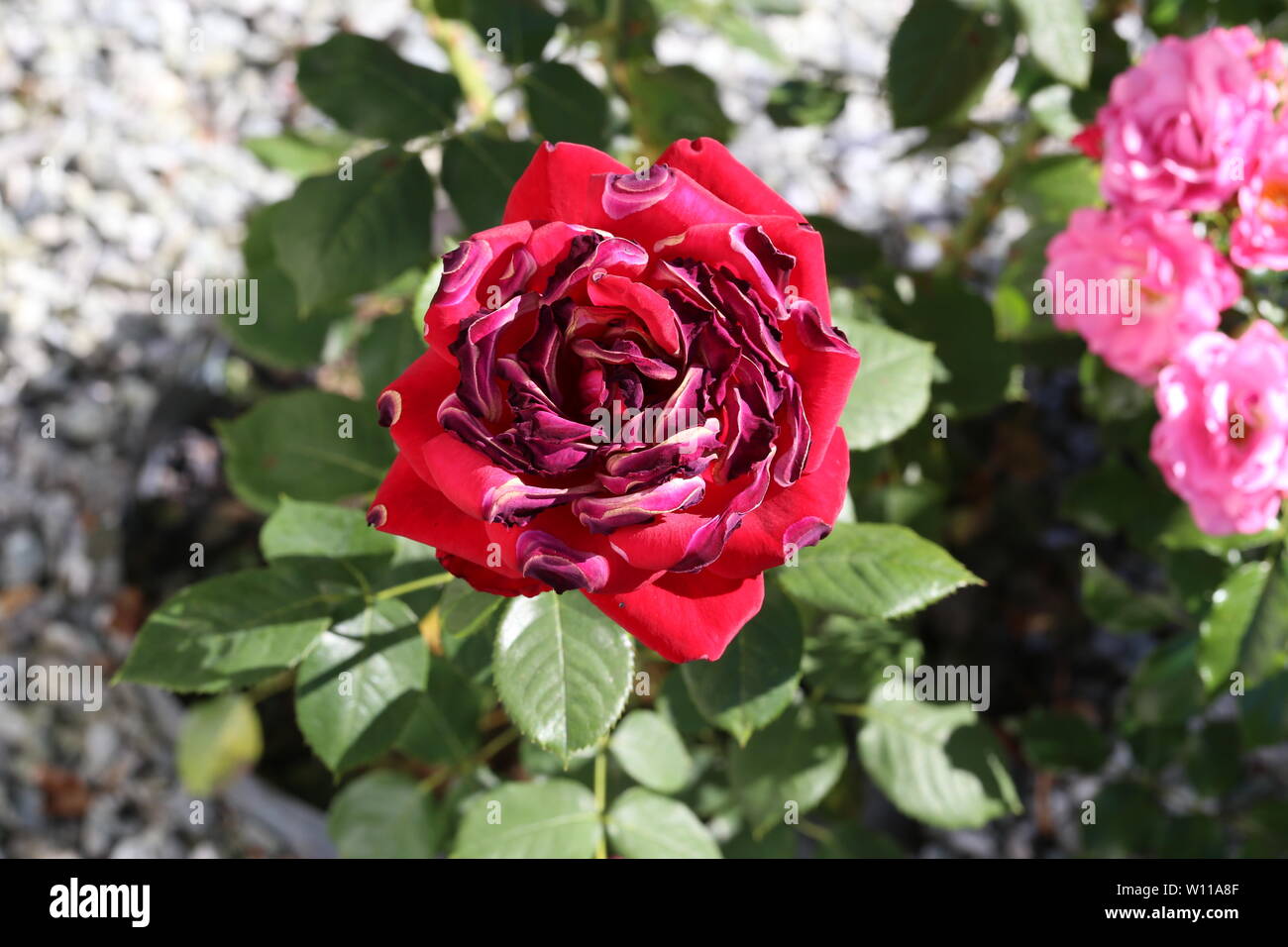 Rote Rosen von der Sonne und Hitze versengt. Stockfoto