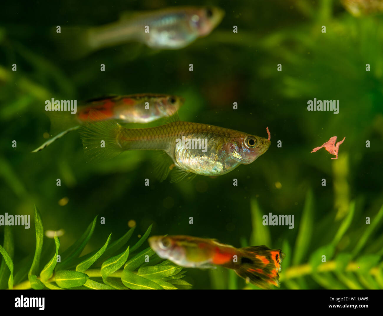 Mehrere der Guppy im Aquarium. Selektiver Fokus mit geringer