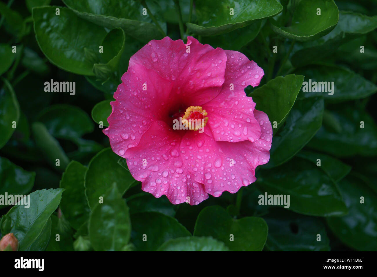 Single Rosa Hibiskus Blume mit Wassertropfen. Isolierte Rosa Hibiskus HD-Bild Stockfoto