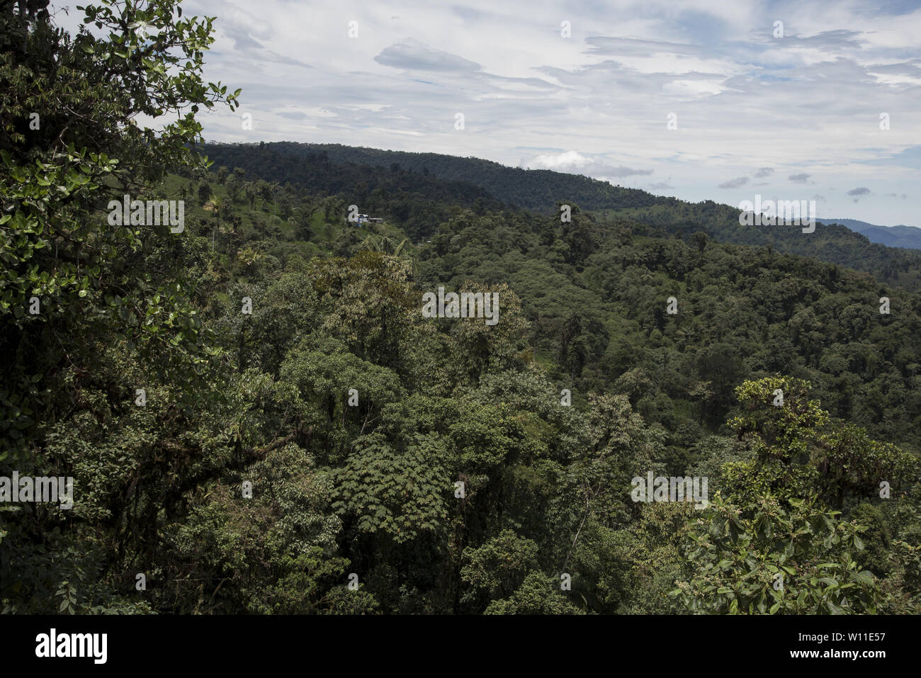 Subtropischen Regenwaldes umfasst den westlichen Hängen der Anden auf 2000 Meter hohen Refugio Paz de Las Aves in Ecuador. Primärer Stockfoto