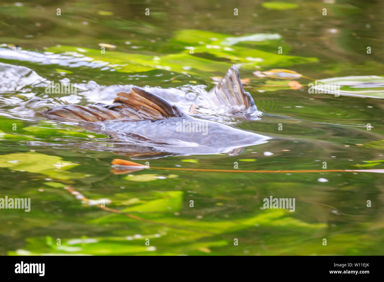 Carp Eggs Stockfotos Carp Eggs Bilder Alamy