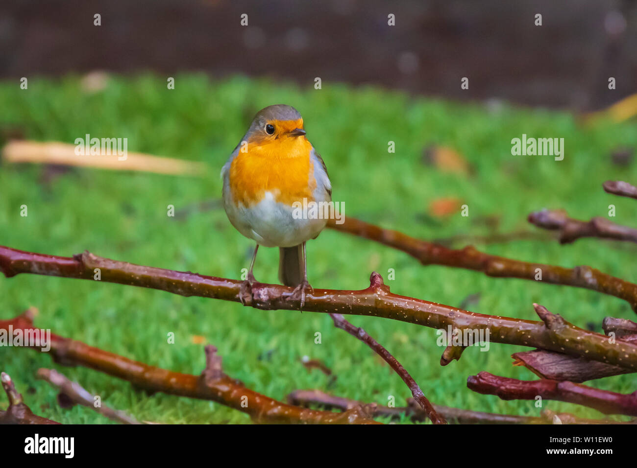 Europäische Robin (Erithacus Rubecula) Gesang in Sonnenstrahlen Sonnenlicht während der Paarungszeit im Frühling. Stockfoto