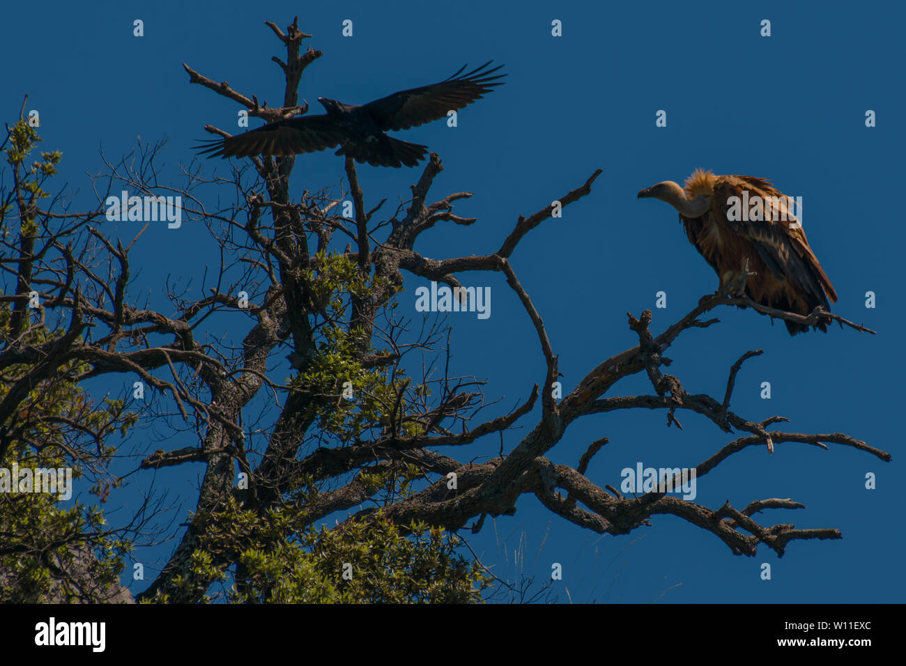 Gänsegeier im natürlichen Lebensraum auf einem Baum Stockfoto