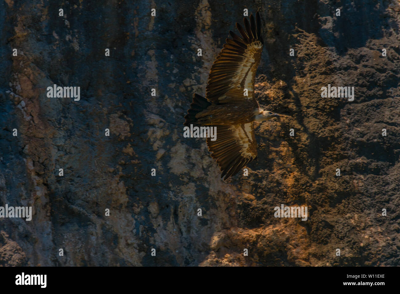 Gänsegeier im natürlichen Lebensraum Felsen Flyover Stockfoto